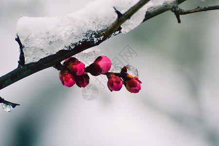 腊梅树雪中腊梅花背景