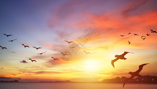 海剪影海边夕阳海鸥设计图片