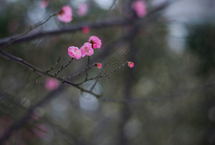 寒冬梅花图片