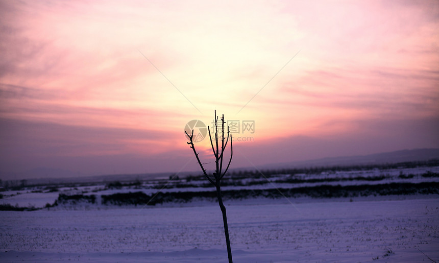 黄昏雪景枯枝图片