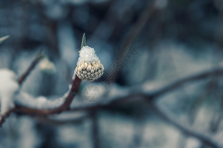 雪中的花卉植物高清图片