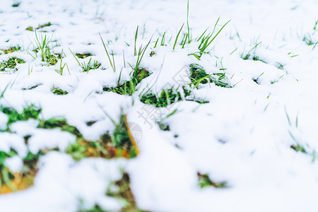 草的积雪被白雪覆盖的绿色植物背景