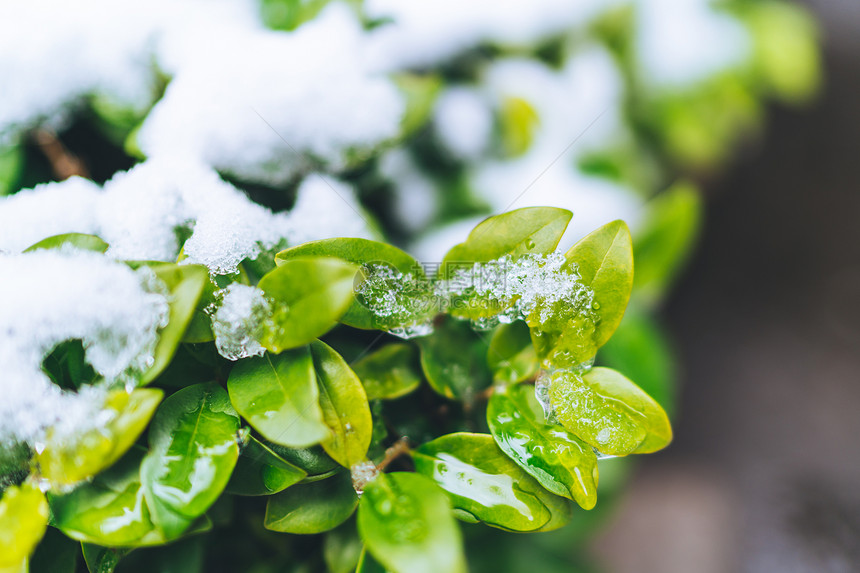 被白雪覆盖的绿色植物图片