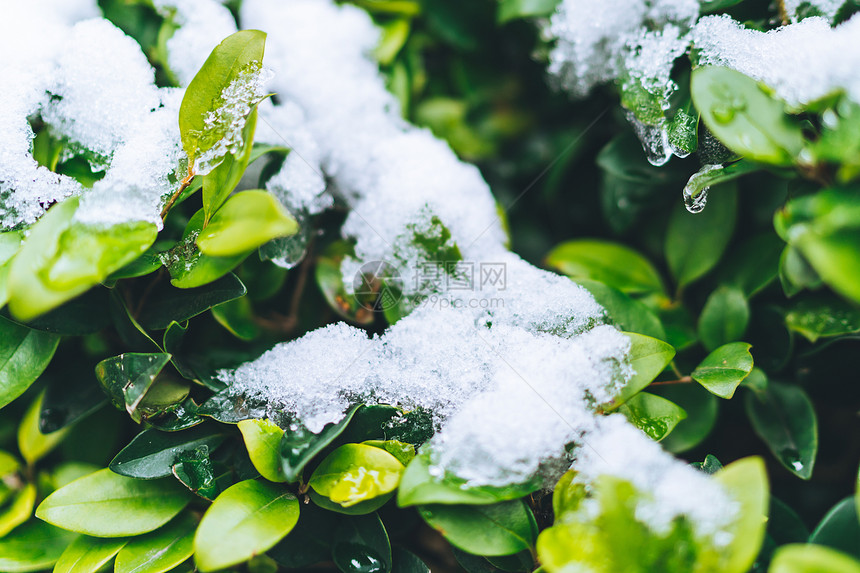 被白雪覆盖的绿色植物图片