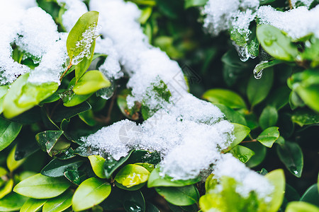 被白雪覆盖的绿色植物背景图片