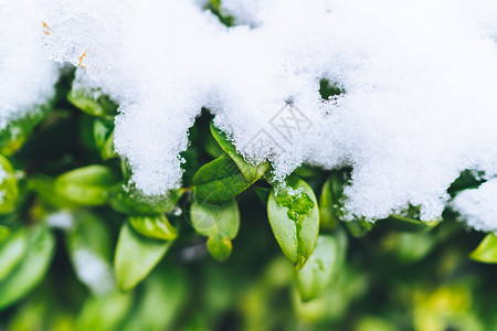 被白雪覆盖的绿色植物高清图片