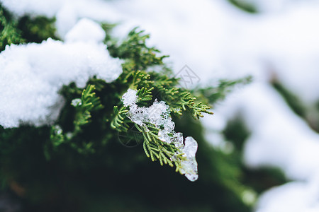 被白雪覆盖的绿色植物背景图片