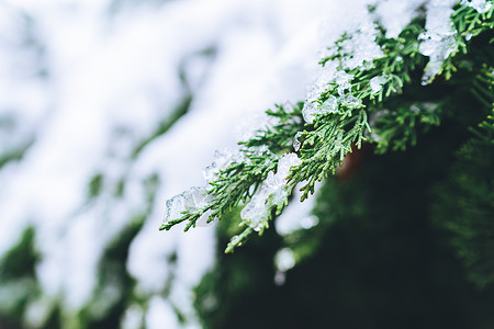 冬天绿色被白雪覆盖的绿色植物背景