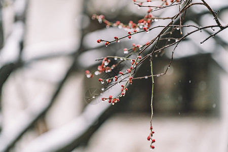 中式古典园林中的雪景庭院高清图片素材