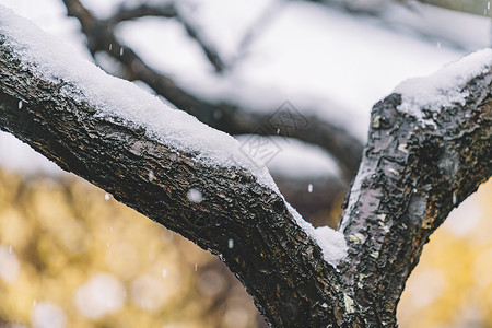 中式古典园林中的雪景背景图片