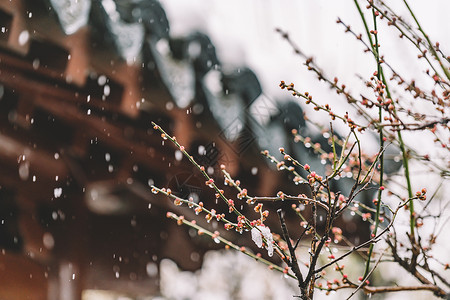 樱花雪中式古典园林中的雪景背景