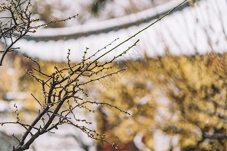 中式古典园林中的雪景背景图片