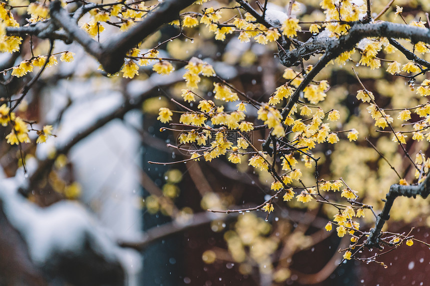 中式古典园林中的雪景图片