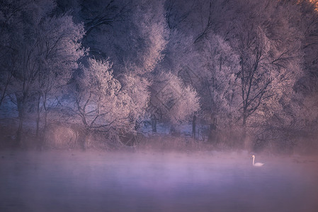 梦幻天鹅湖背景