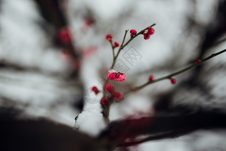 冬日里的梅花与雪花背景