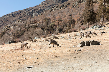 冬日黄草地上的羊图片