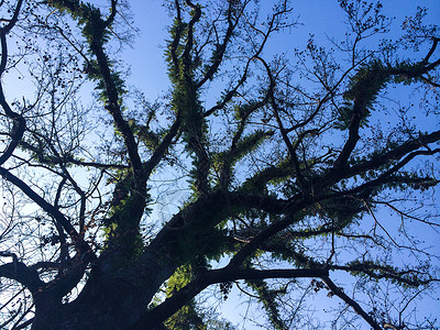 冬日里的百年老树高清图片