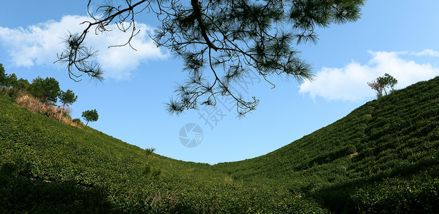 高山茶园图片