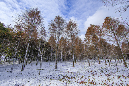 雪天下的树林图片