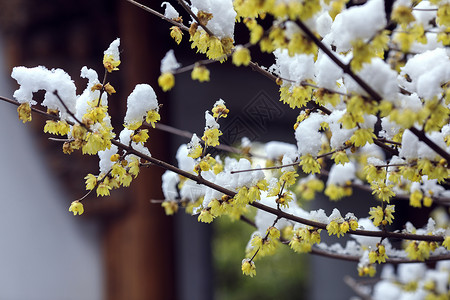 腊梅树下雪后腊梅花开背景