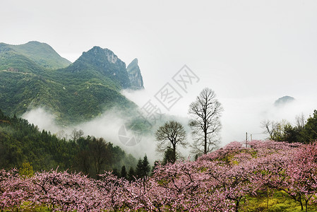 在早上春天桃花盛开背景