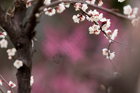 一棵梅花树春天梅花开摄影图背景