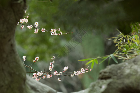 石洞外的梅花图图片素材