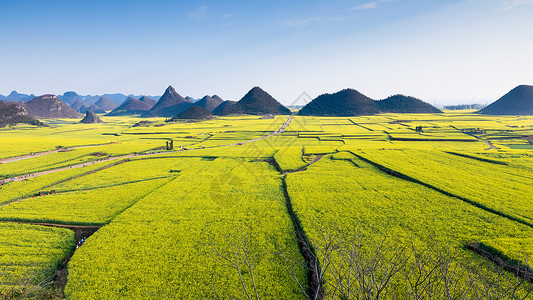 自然村落云南罗平油菜花田背景