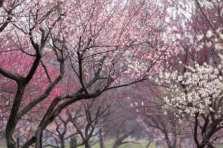 春天梅花开花瓣盛开线条高清图片