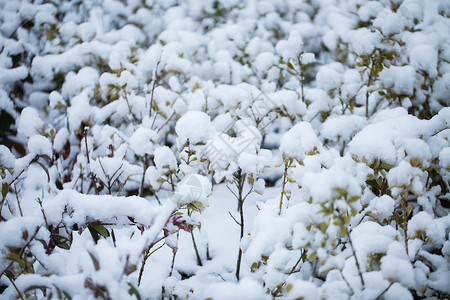 南方的雪图片