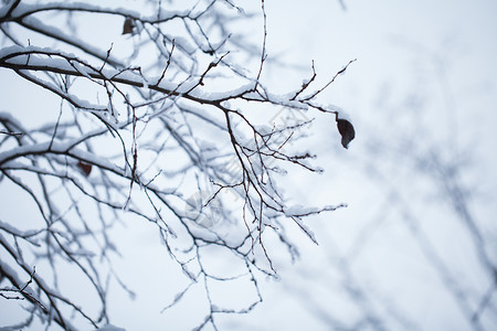 冬天降温了海报树枝上的积雪背景