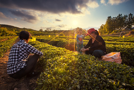 采茶忙茶树夏茶高清图片