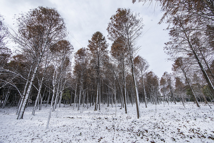 立春的雪景图片