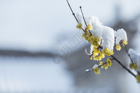 黄腊梅花寒冬里下过雪的腊梅花背景