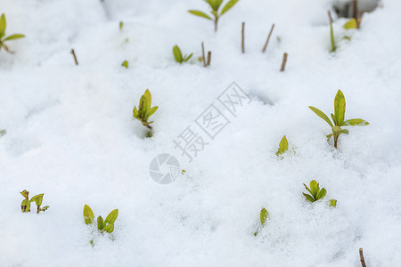 发芽雪寒冬里的雪景背景