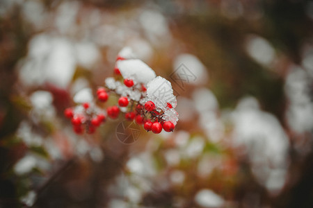 雪果实冬季里的红色果实背景