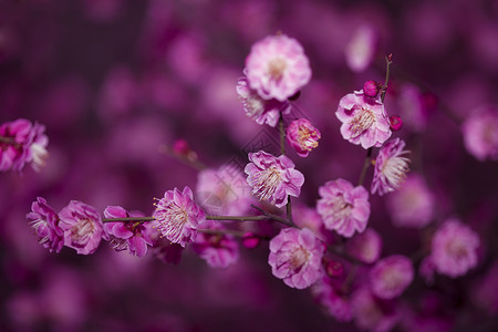 梅花  唯美红梅花开背景