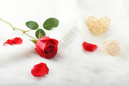 ps毛绒素材绒毛上鲜红的玫瑰花背景