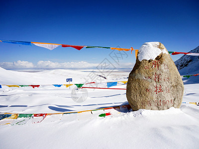 高海拔雪菊西藏那根拉垭口背景