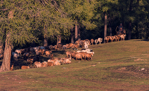 新疆喀纳斯羊群图片