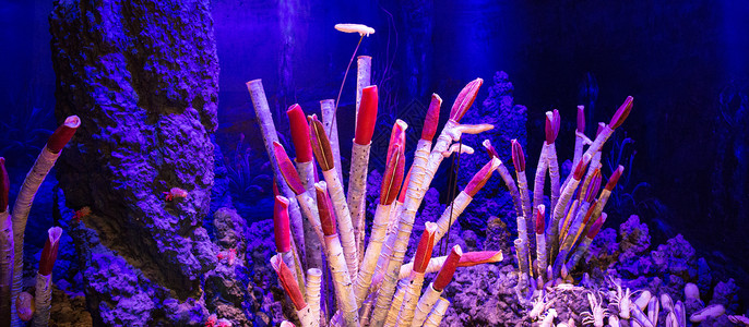 深海的珊瑚礁背景图片