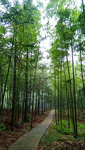 竹林小径田园生活高清图片