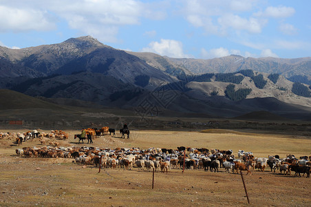 新疆赛里木湖湖畔草场放牧图片