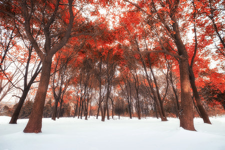 红叶雪雪中红树林背景