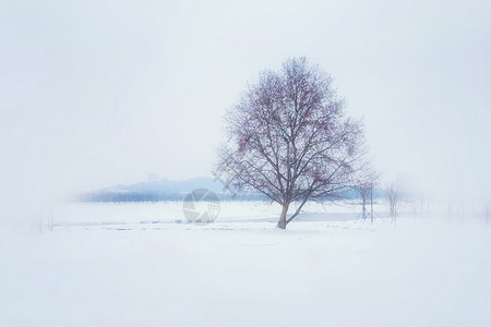 雪中树背景图片
