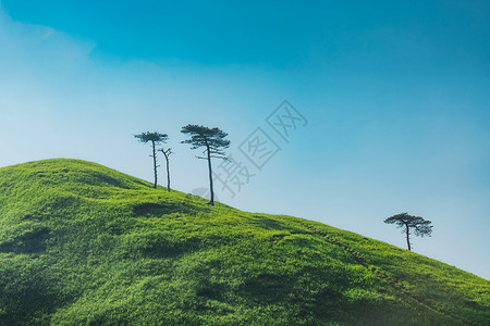 木椅绿色山坡孤独的树背景