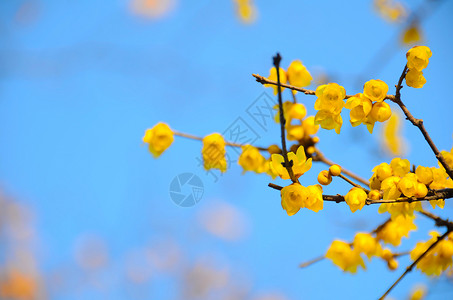 桃李芬芳冬季腊梅背景