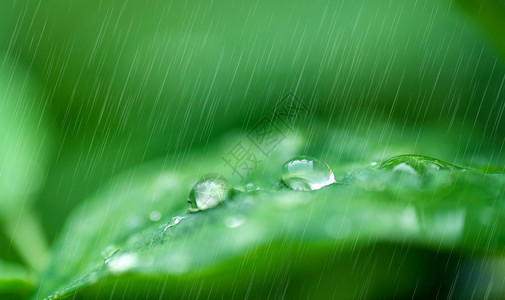 春天春雨春天的雨水设计图片