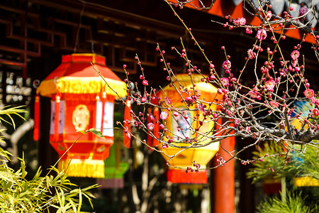 元宵节灯笼前的腊梅花传统节日高清图片素材
