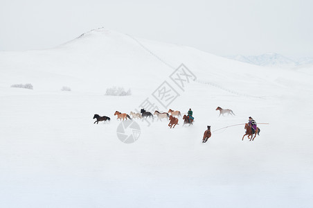 驰骋马冬天雪地上的骏马图背景